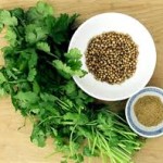 THE MIRACULOUS CORIANDER