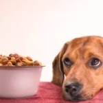 CANINE COOKIES – DOG FOOD RECIPES