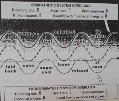 Autonomic nervous system, controller of involuntary body functions