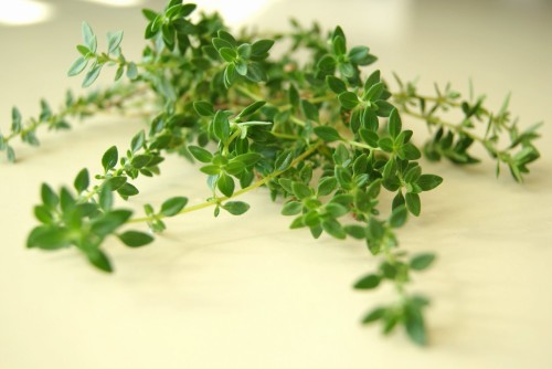 thyme