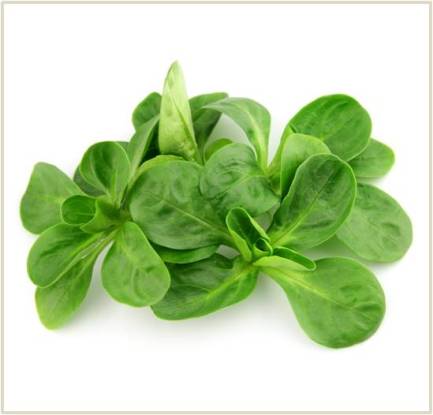 Lamb's lettuce